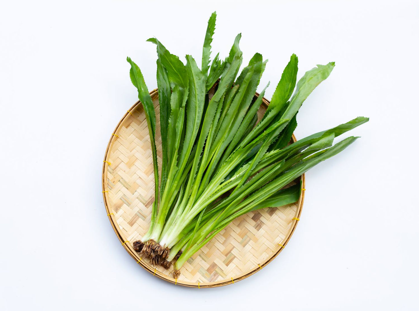 Culantro 500g