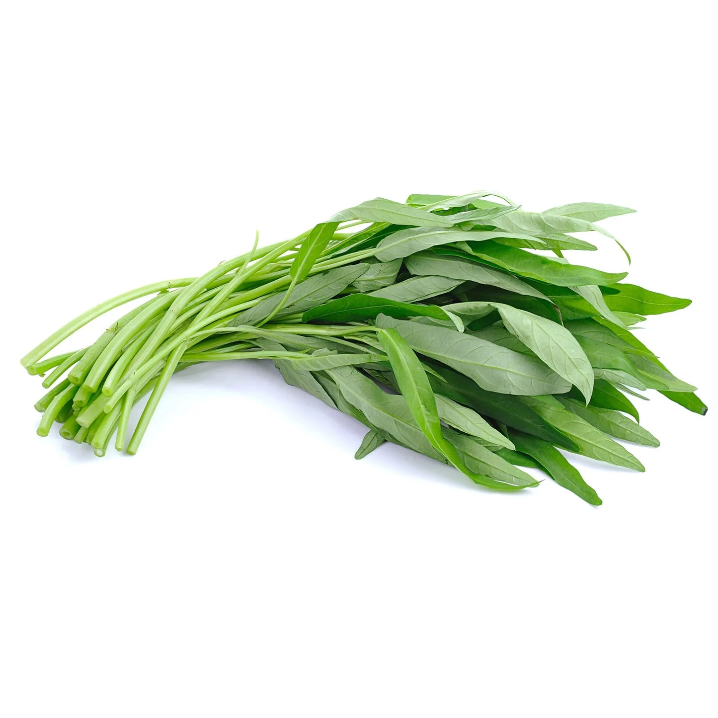 Morning Glory 500g