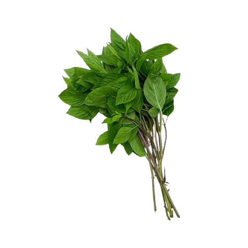 Basil 1 Set