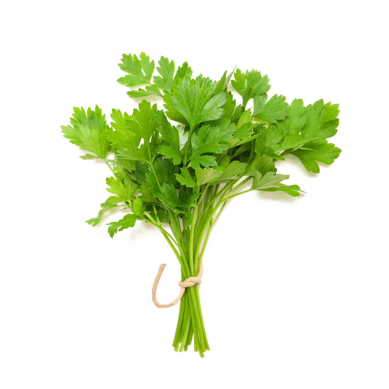 Coriander 1 Set