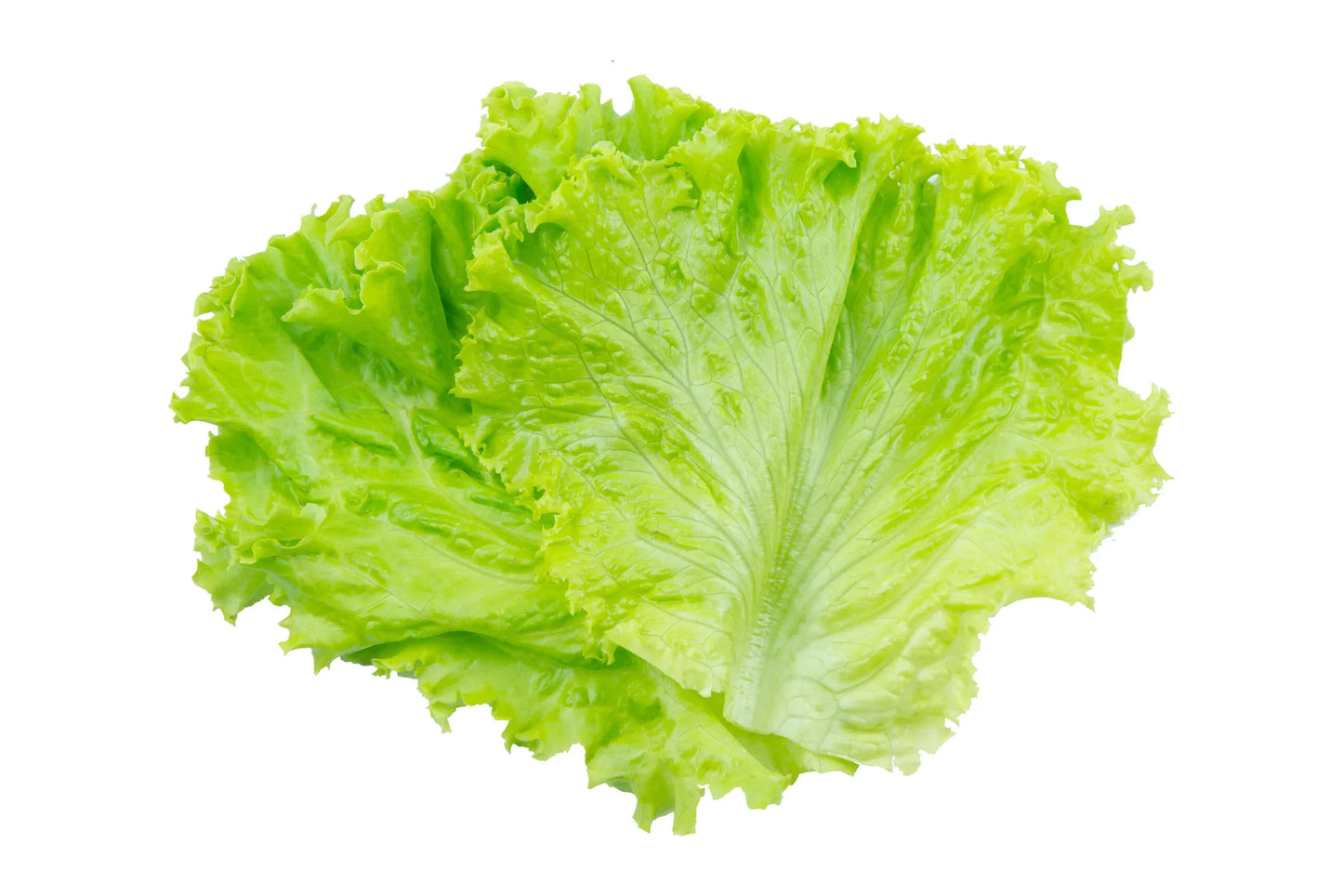 Leaf Lettuce 500g