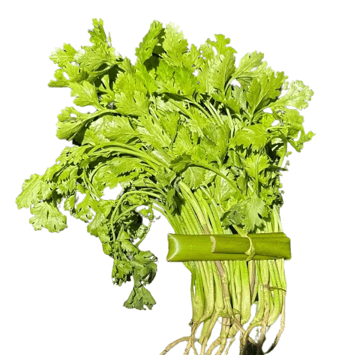 Coriander- 1 Stack